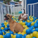 Creche para cães em Recife