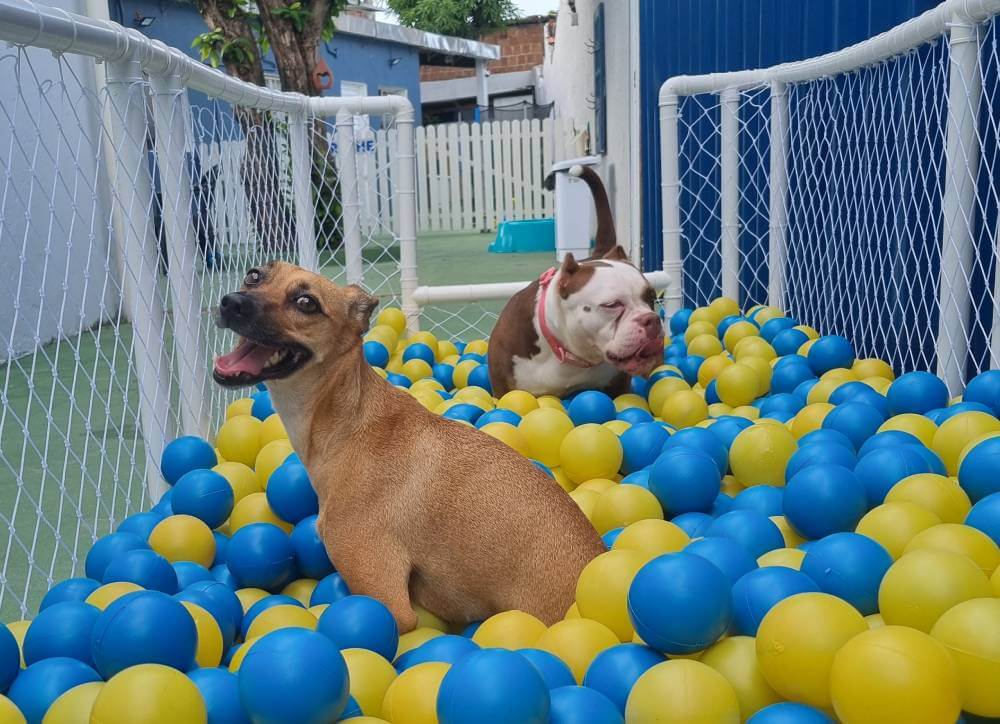Creche para cães em Recife