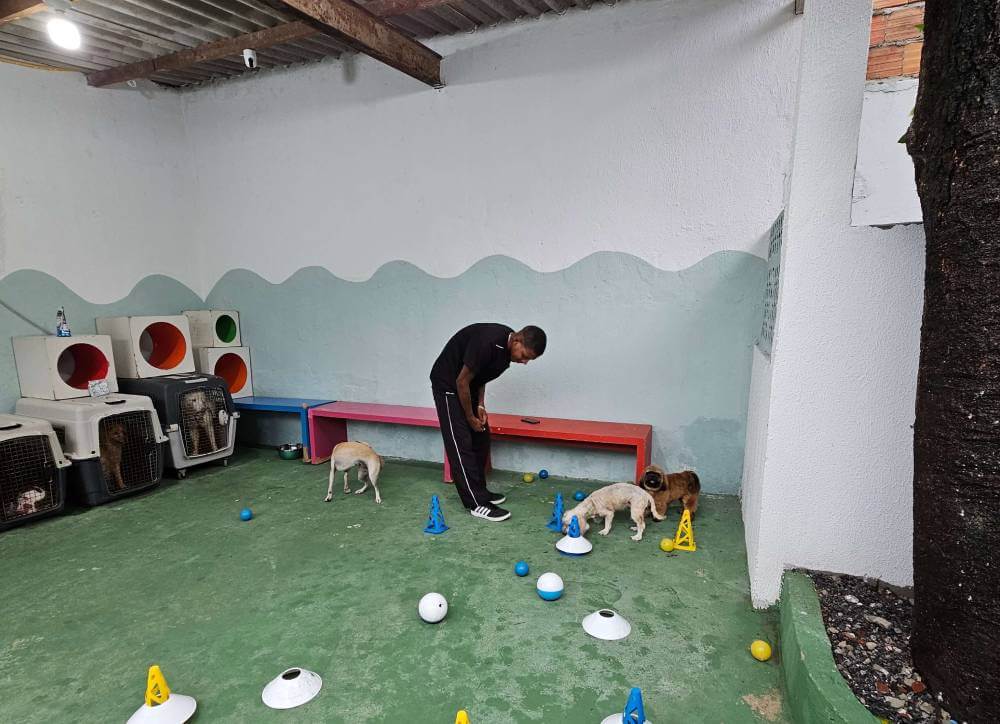 Creche coberta e protegida para cães, com sombra natural de pé de manga na Lobosfera Recife