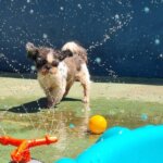 Creche e Hospedagem para Cachorro: Tudo o que Você Precisa Saber Antes de Contratar