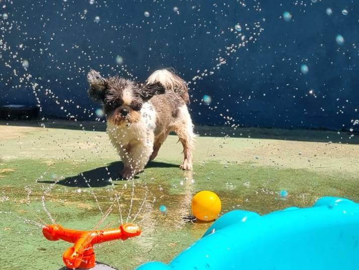 Creche e Hospedagem para Cachorro: Tudo o que Você Precisa Saber Antes de Contratar