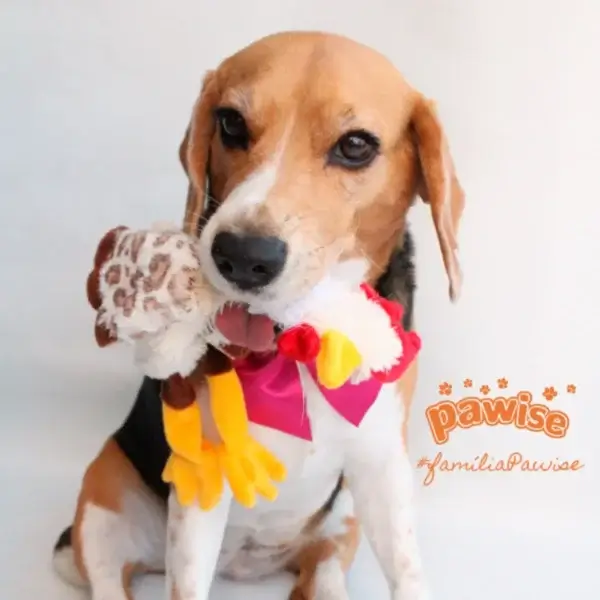 GALINHA PELUCIA S/ ENCHIMENTO P - Imagem 2