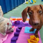 Área ampla da Lobosfera com espaço para cães em Recife