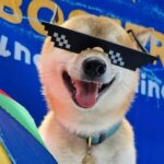 Hospedagem para cães no carnaval de Recife e Olinda