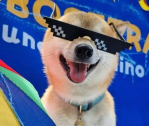 Hospedagem para cães no carnaval de Recife e Olinda