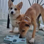 creche para cães em Recife