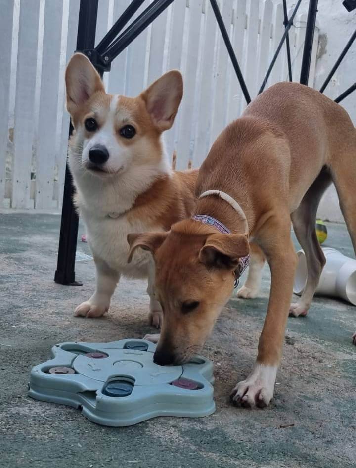 creche para cães em Recife