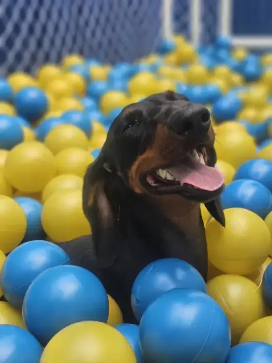 cão dachshund brincando em piscina de bolinhas da Lobosfera