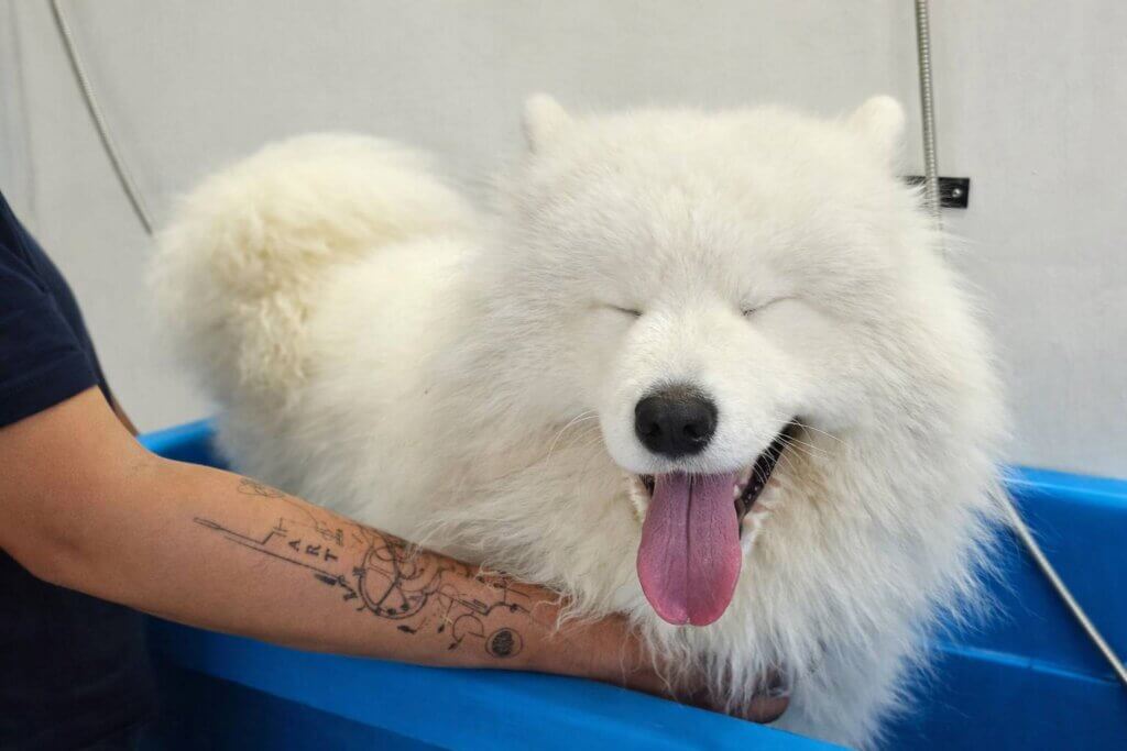 Banho e tosa em Recife no SPA da Lobosfera com cão Samoieda durante o banho