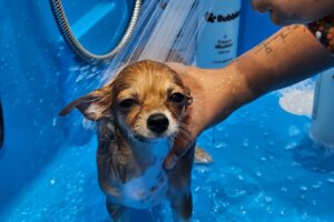 Banho e tosa em Recife no SPA da Lobosfera com cão de pequeno porte durante o banho