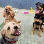 Hospedagem para cães em Recife