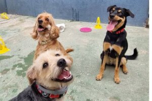 Hospedagem para cães em Recife