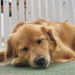 Cão de raça não definida dormindo no chão da Lobosfera