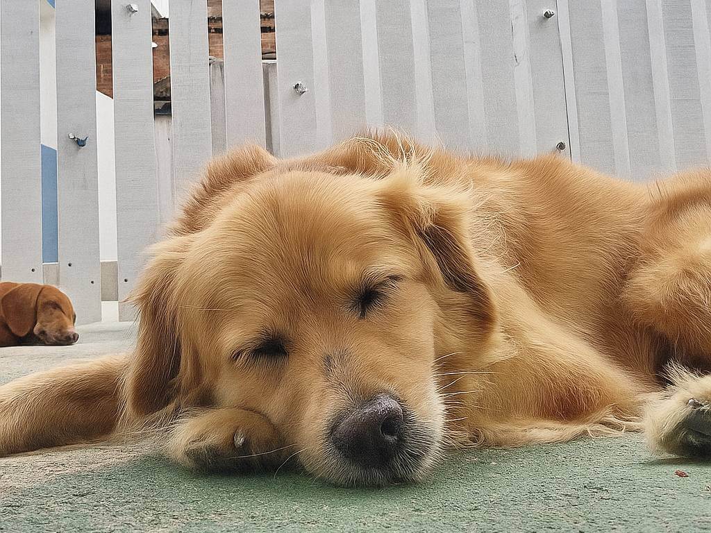 Cão de raça não definida dormindo no chão da Lobosfera