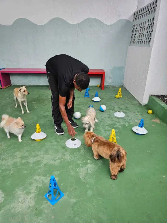 creche para cães em Recife
