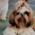 Diferença entre creche e hotel