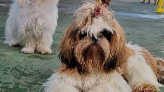 Diferença entre creche e hotel