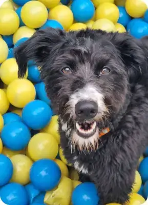 Cãe em treinamento comportamental na Lobosfera