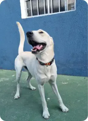 Cão de porte grande na Lobosfera