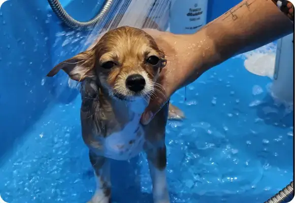 Cão de pequeno porte no Spa da Lobosfera