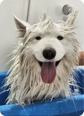 Cão no banho e tosa da Lobosfera