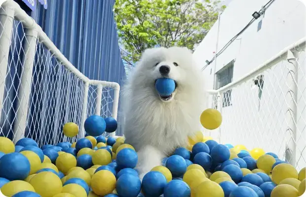 Samoieda Brincando da Lobosfera